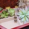 Green Jasper Earrings