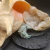 Kiwi Jasper Cresent